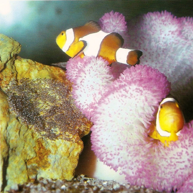 The Marine Aquarium Handbook: Beginner to Breeder,New