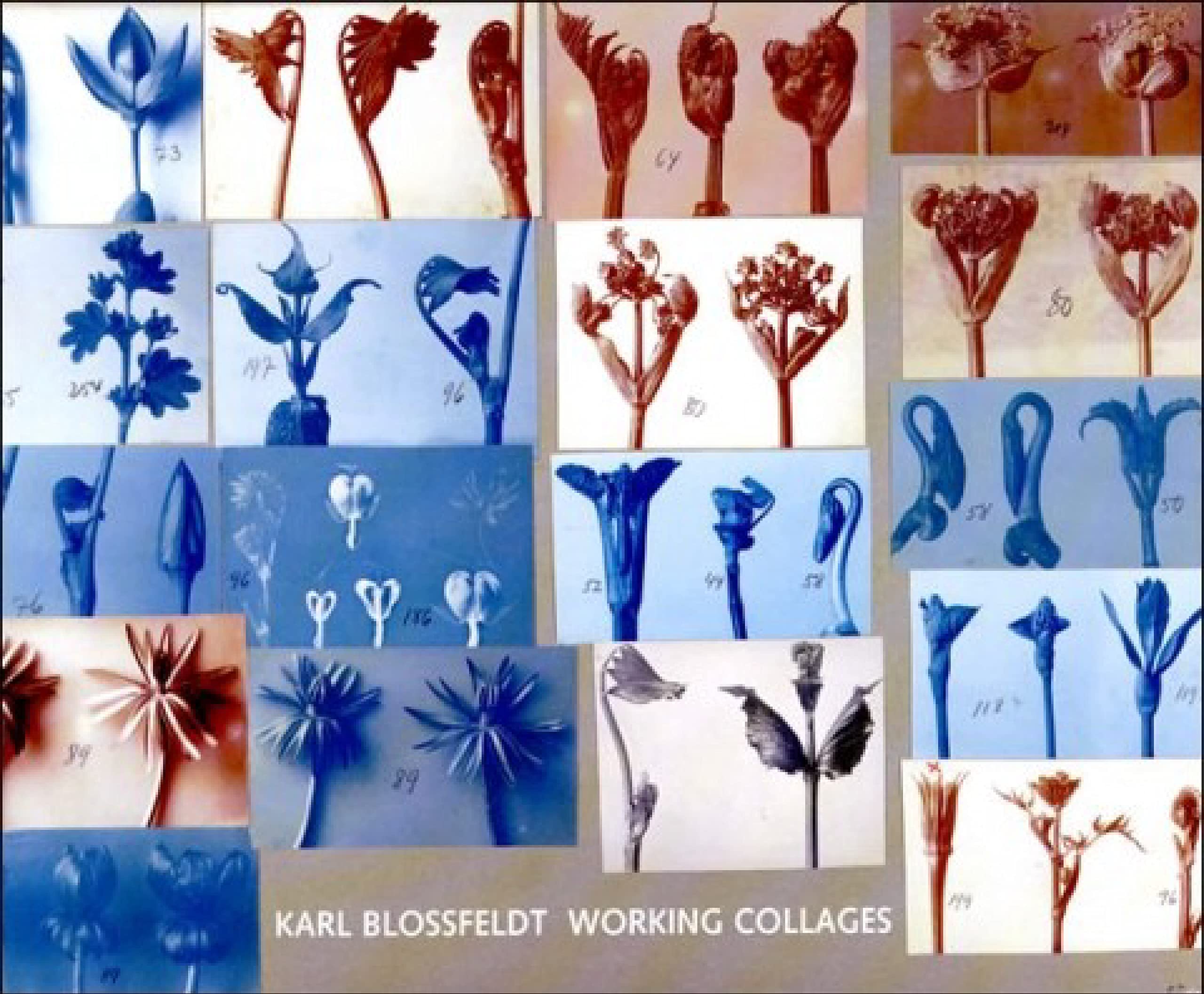 Karl Blossfeldt: Working Collages,Used