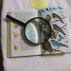 Birds of North America: A Guide to Field Identification,New