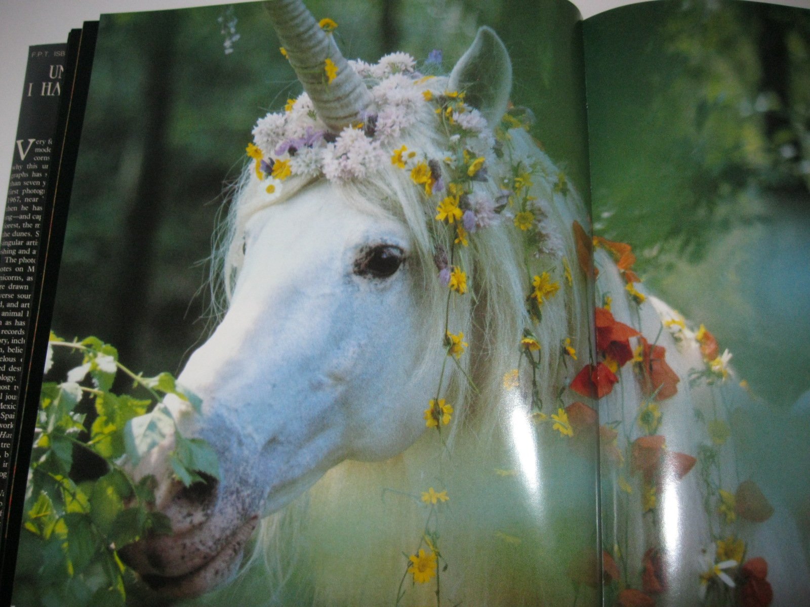 Unicorns I Have Known,New