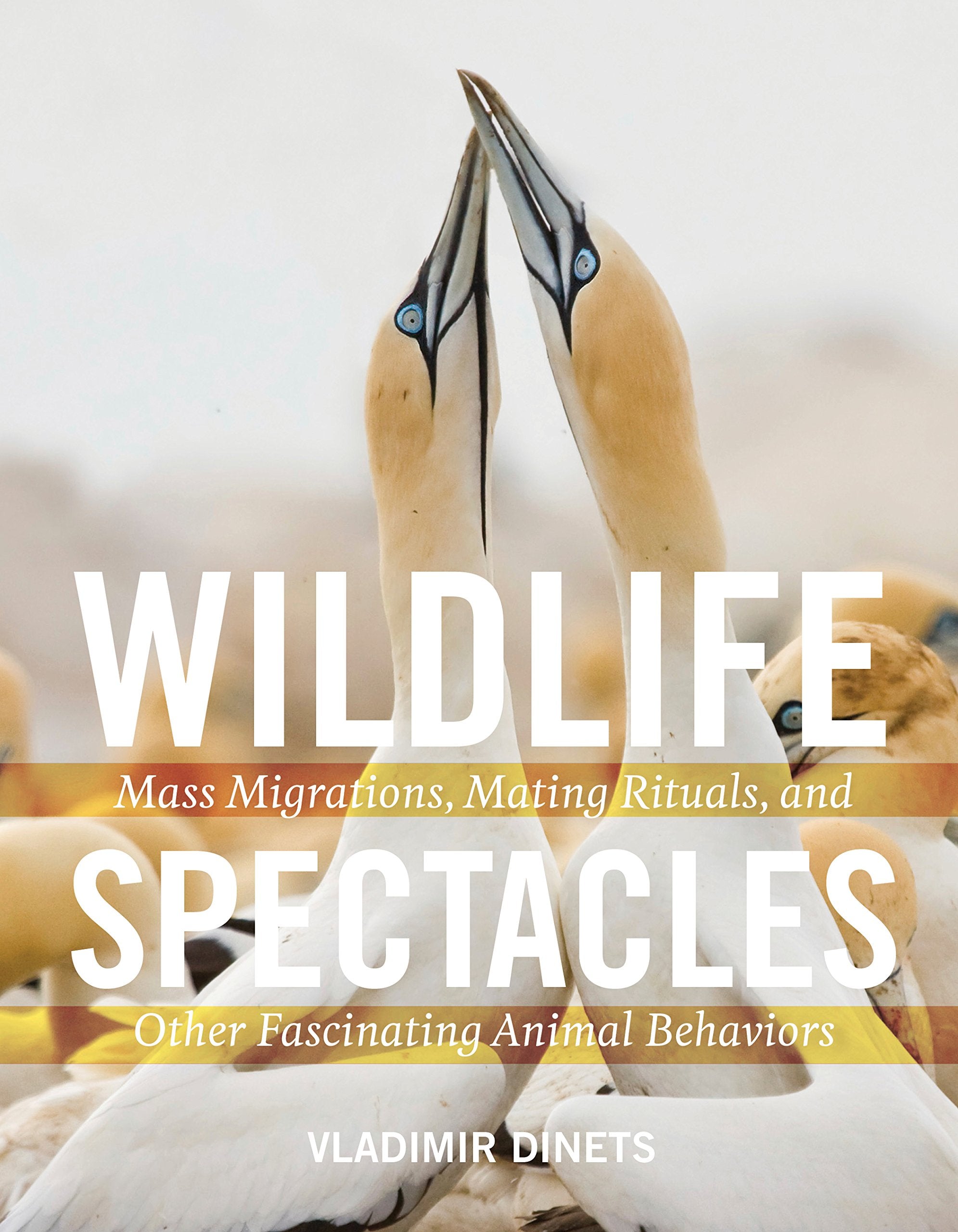 Wildlife Spectacles: Mass Migrations, Mating Rituals, And Other Fascinating Animal Behaviors