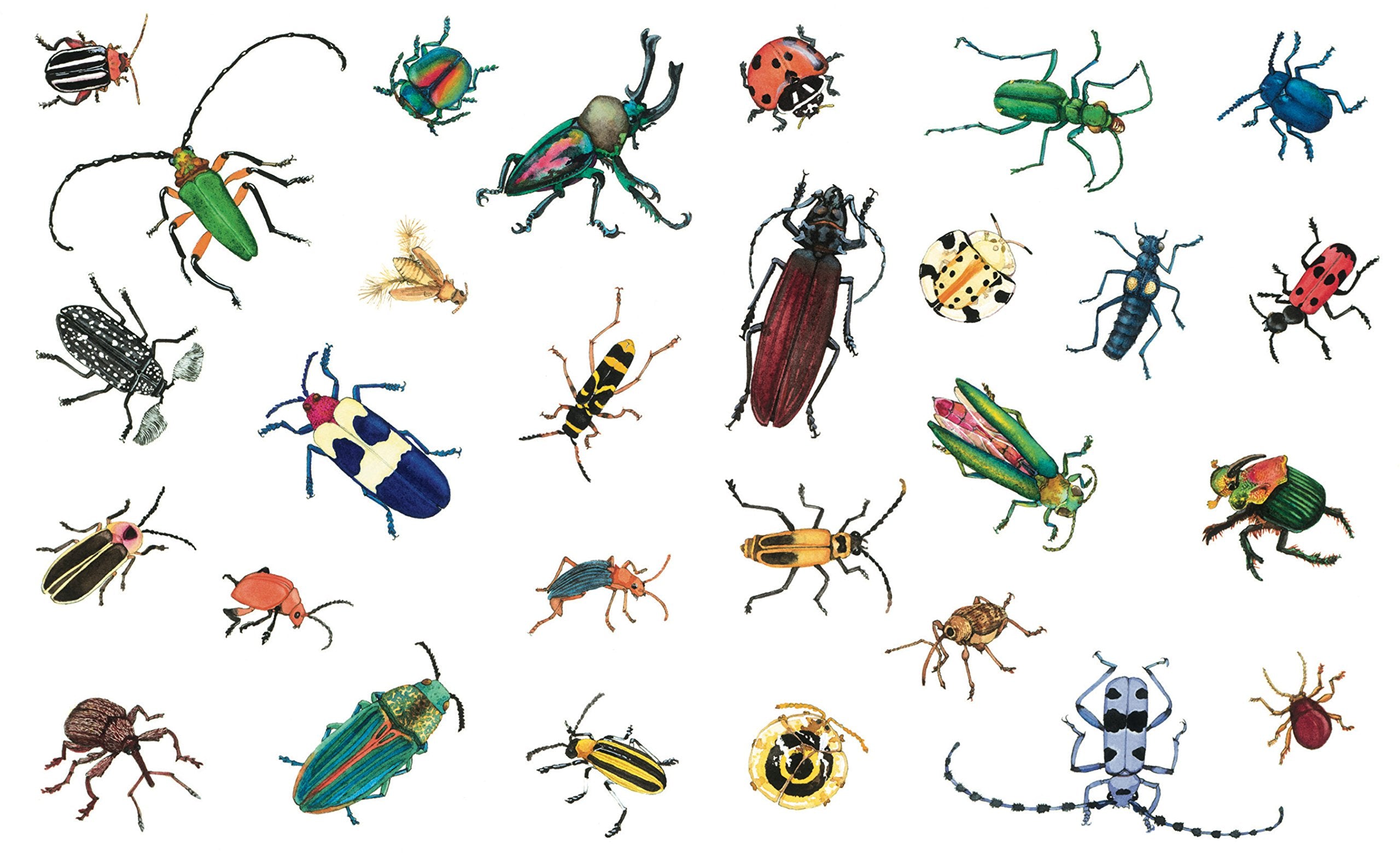 A Beetle Is Shy (Sylvia Long)