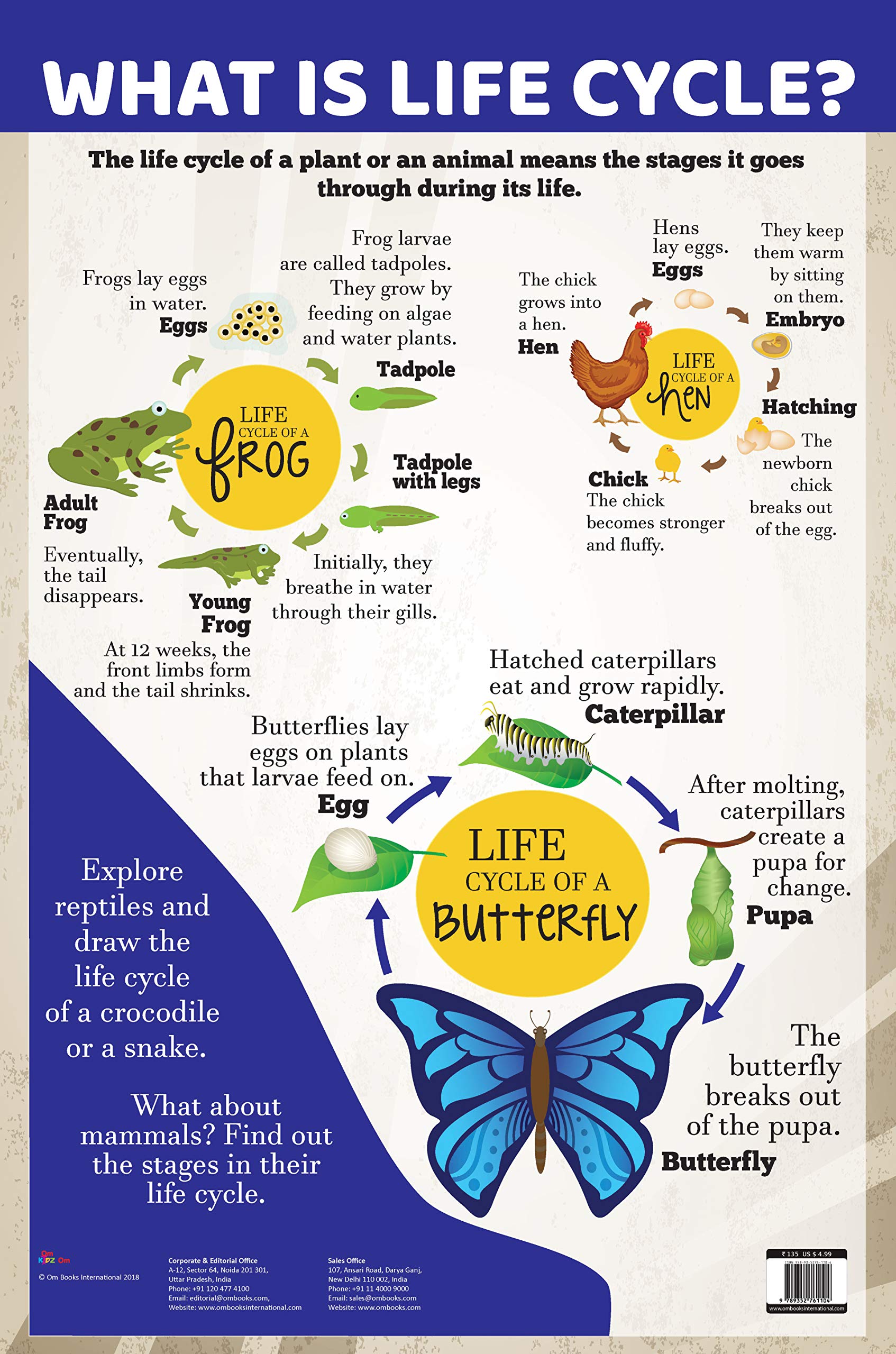 Charts: What Is Life Cycle? Charts (Educational Charts For Kids)
