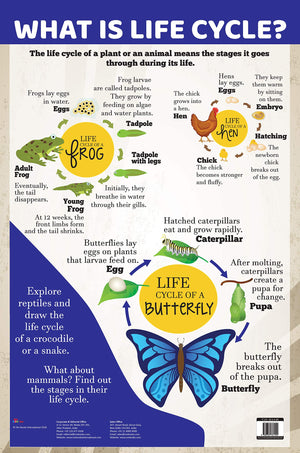Charts: What Is Life Cycle? Charts (Educational Charts For Kids)