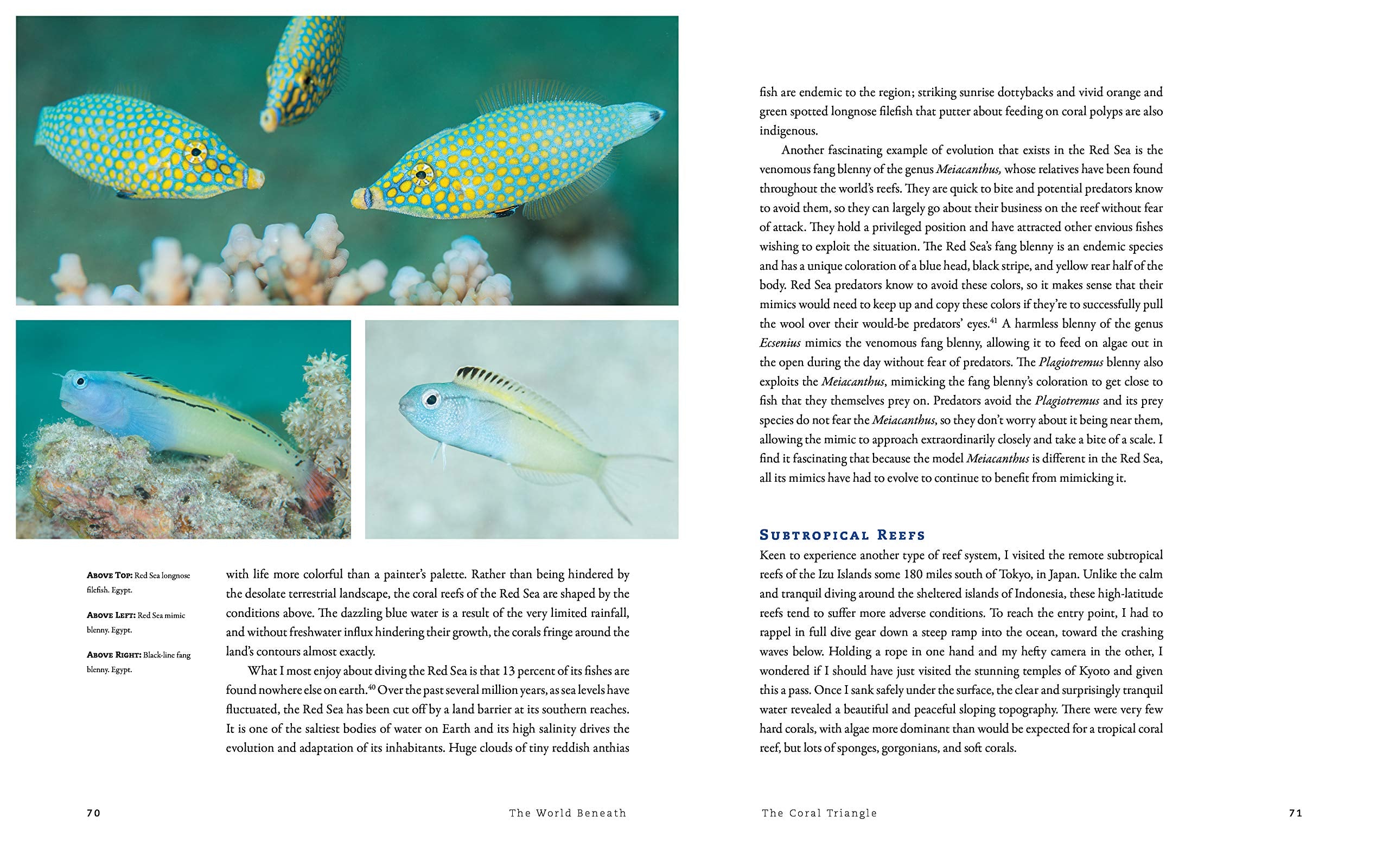 The World Beneath: The Life and Times of Unknown Sea Creatures and Coral Reefs,Used
