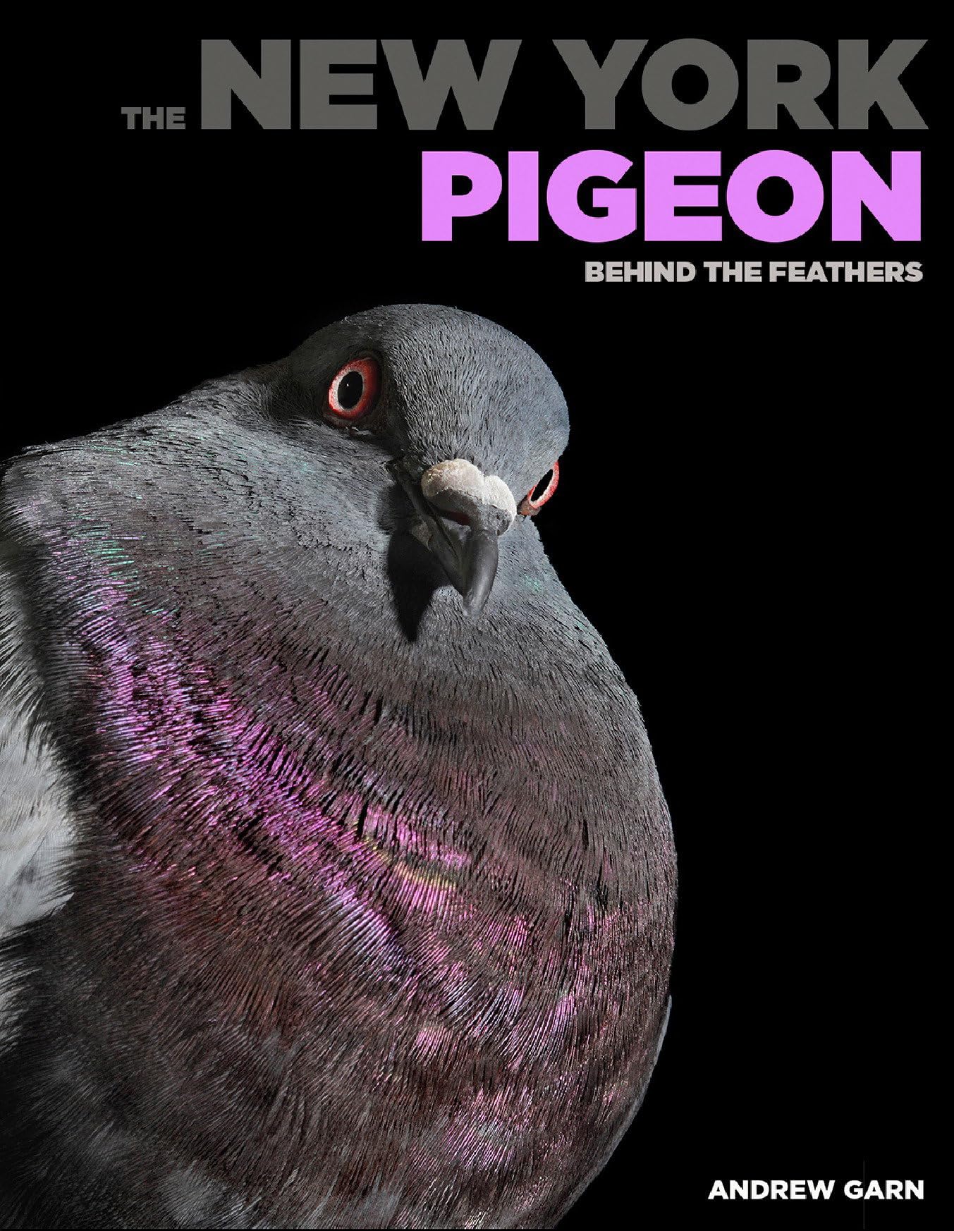 The New York Pigeon: Behind the Feathers,Used