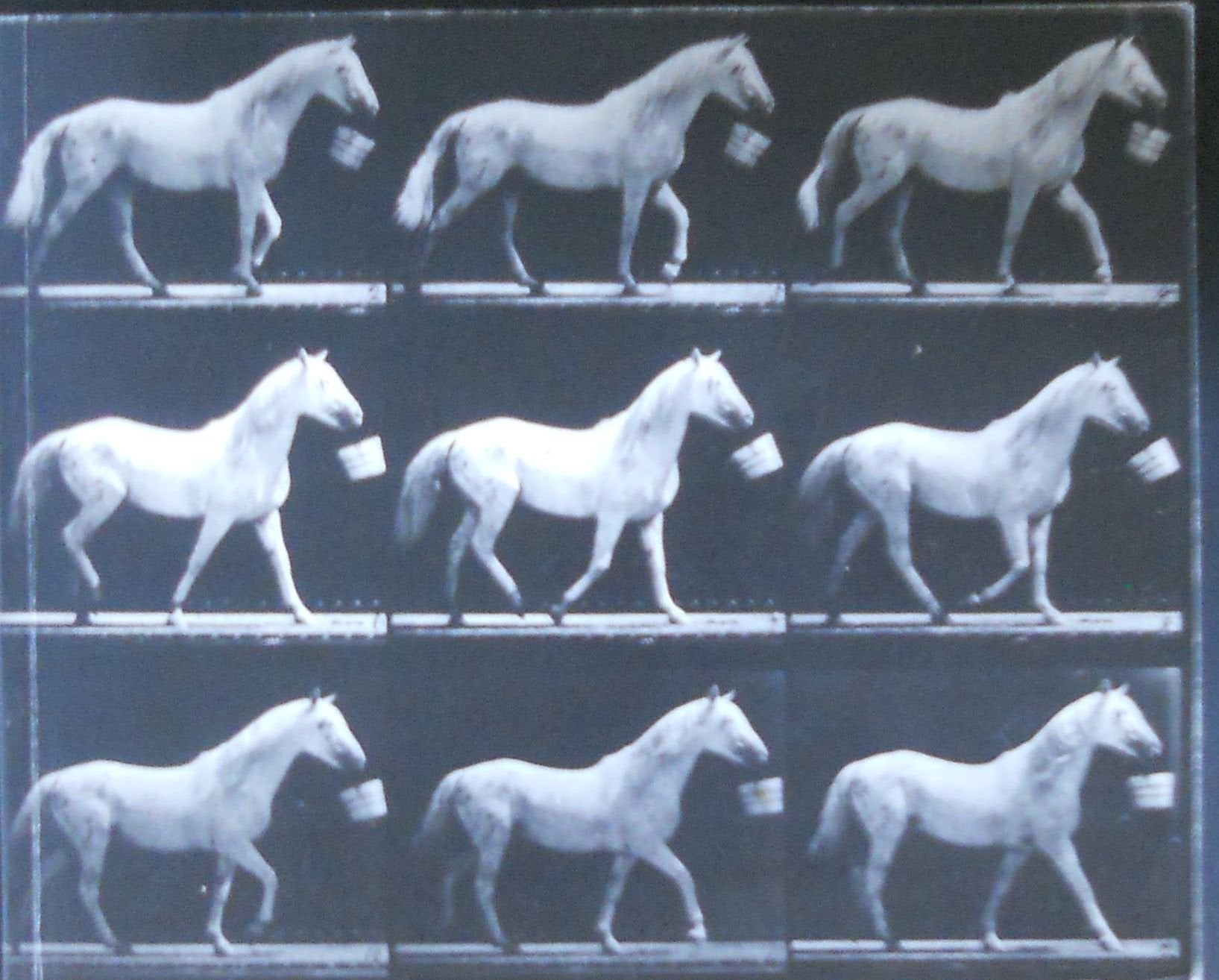 Motion and Document Sequence and Time: Eadweard Muybridge and Contemporary American Photography,Used