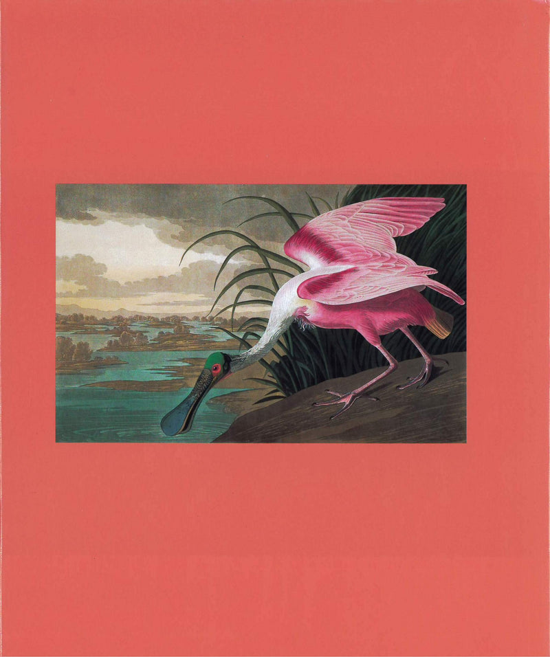 Fine Bird Books, 17001900,New