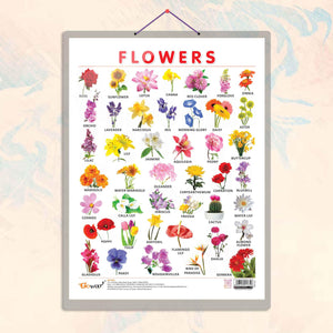 Flowers Chart Hard Laminated | Blossom Brilliance: Hard Laminated Flowers Chart For Floral Education