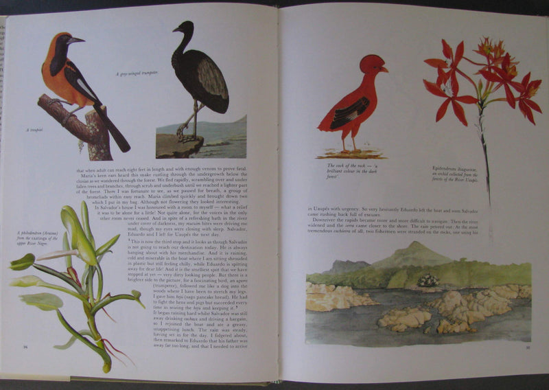 Margaret Mee In Search of Flowers of the Amazon Forests: Diaries of an English Artist Reveal the Beauty of the Vanishing Rainfor,New