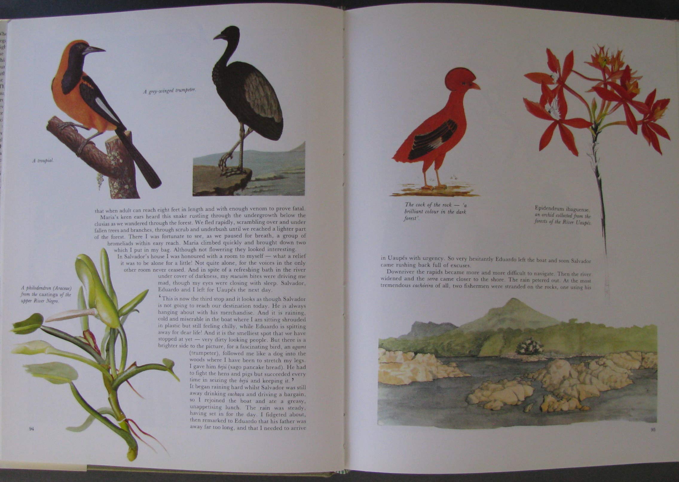 Margaret Mee In Search of Flowers of the Amazon Forests: Diaries of an English Artist Reveal the Beauty of the Vanishing Rainfor,Used