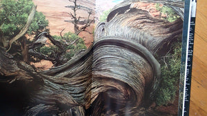 Desert Images