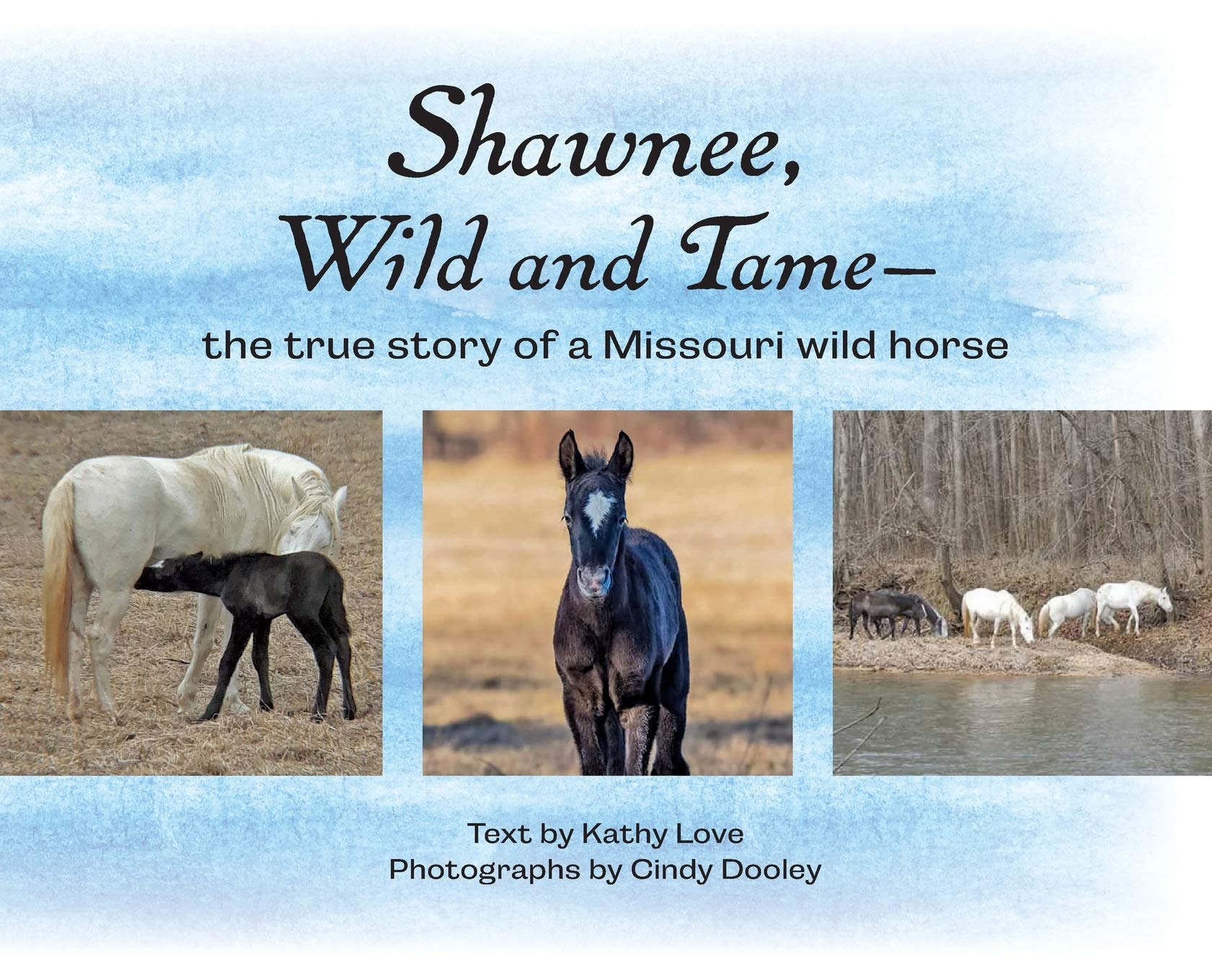 Shawnee, Wild and Tame: The True Story of a Missouri Wild Horse,Used