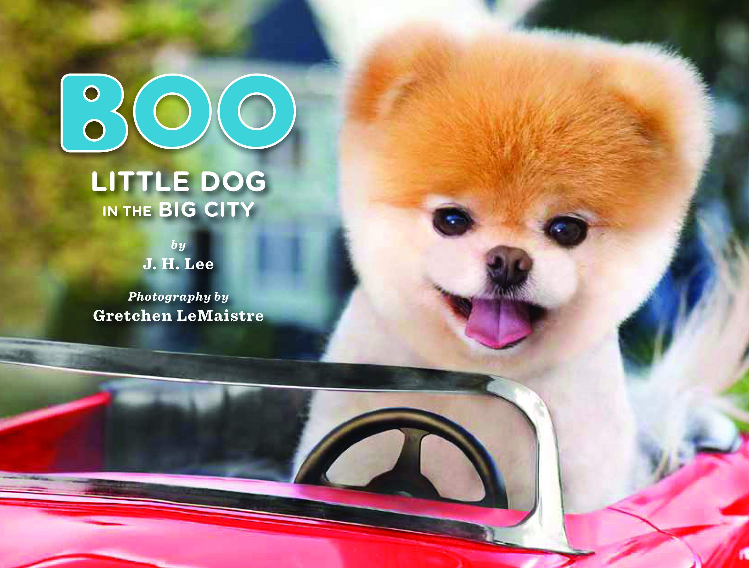 Boo: Little Dog In The Big City
