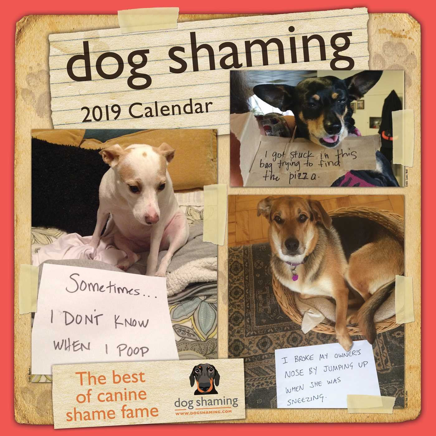 Dog Shaming 2019 Wall Calendar,Used