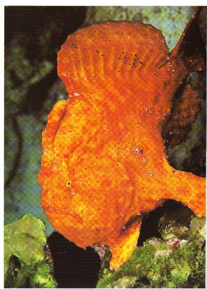 Encyclopedia Of Fishes, Second Edition (Natural World),New