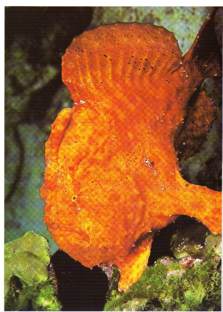 Encyclopedia Of Fishes, Second Edition (Natural World),New