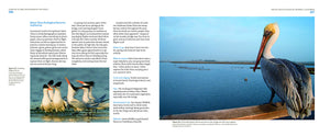Mastering Bird Photography: The Art, Craft, and Technique of Photographing Birds and Their Behavior,Used