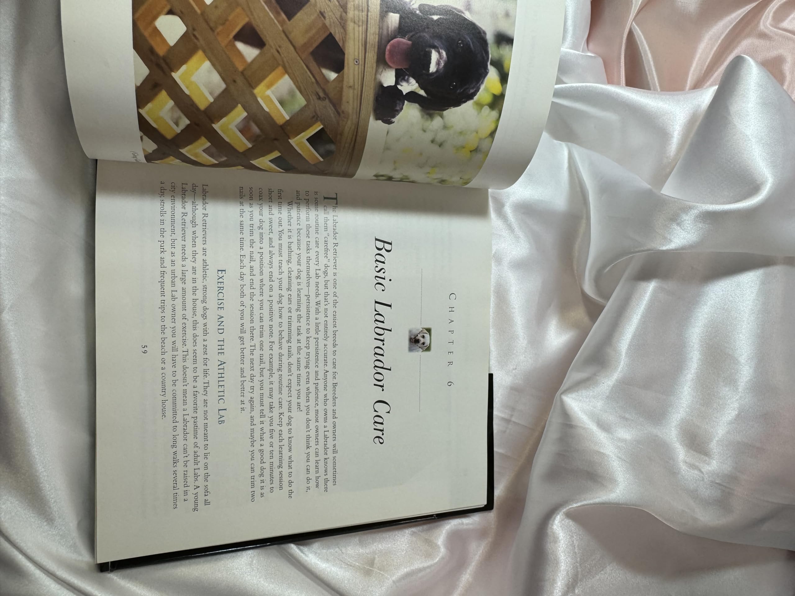 The Labrador Retriever: The Dog That Does It All,Used