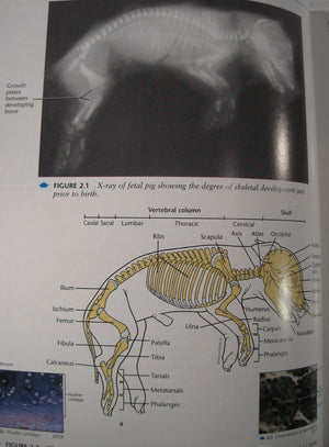 Dissection Guide And Atlas For The Fetal Pig,Used