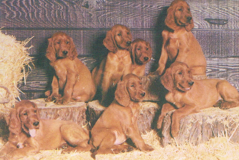The New Complete Irish Setter,Used