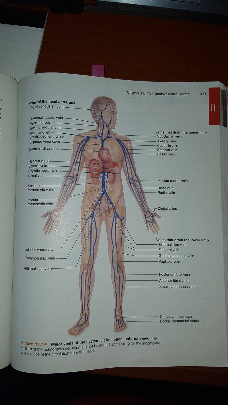Essentials of Human Anatomy & Physiology (10th Edition),Used