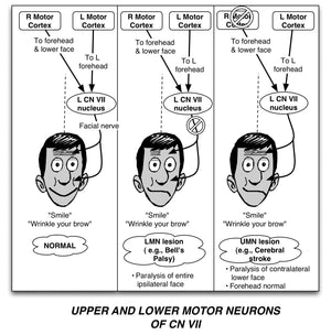 Clinical Pathophysiology Made Ridiculously Simple-used