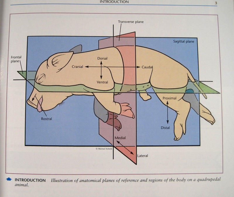 Dissection Guide And Atlas For The Fetal Pig,Used