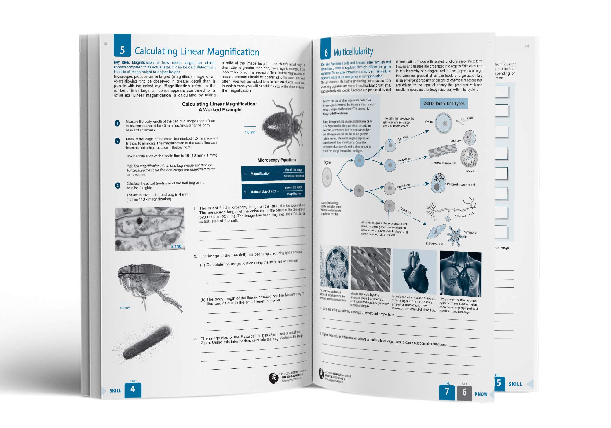 BIOZONE IB Biology (2nd Edition) Student Workbook,Used