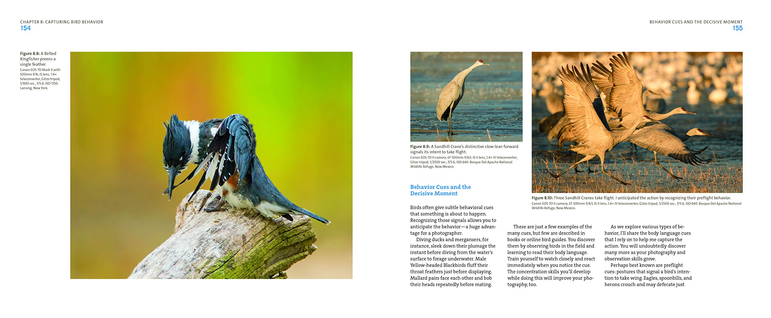 Mastering Bird Photography: The Art, Craft, and Technique of Photographing Birds and Their Behavior,Used