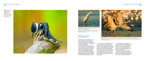 Mastering Bird Photography: The Art, Craft, and Technique of Photographing Birds and Their Behavior,Used