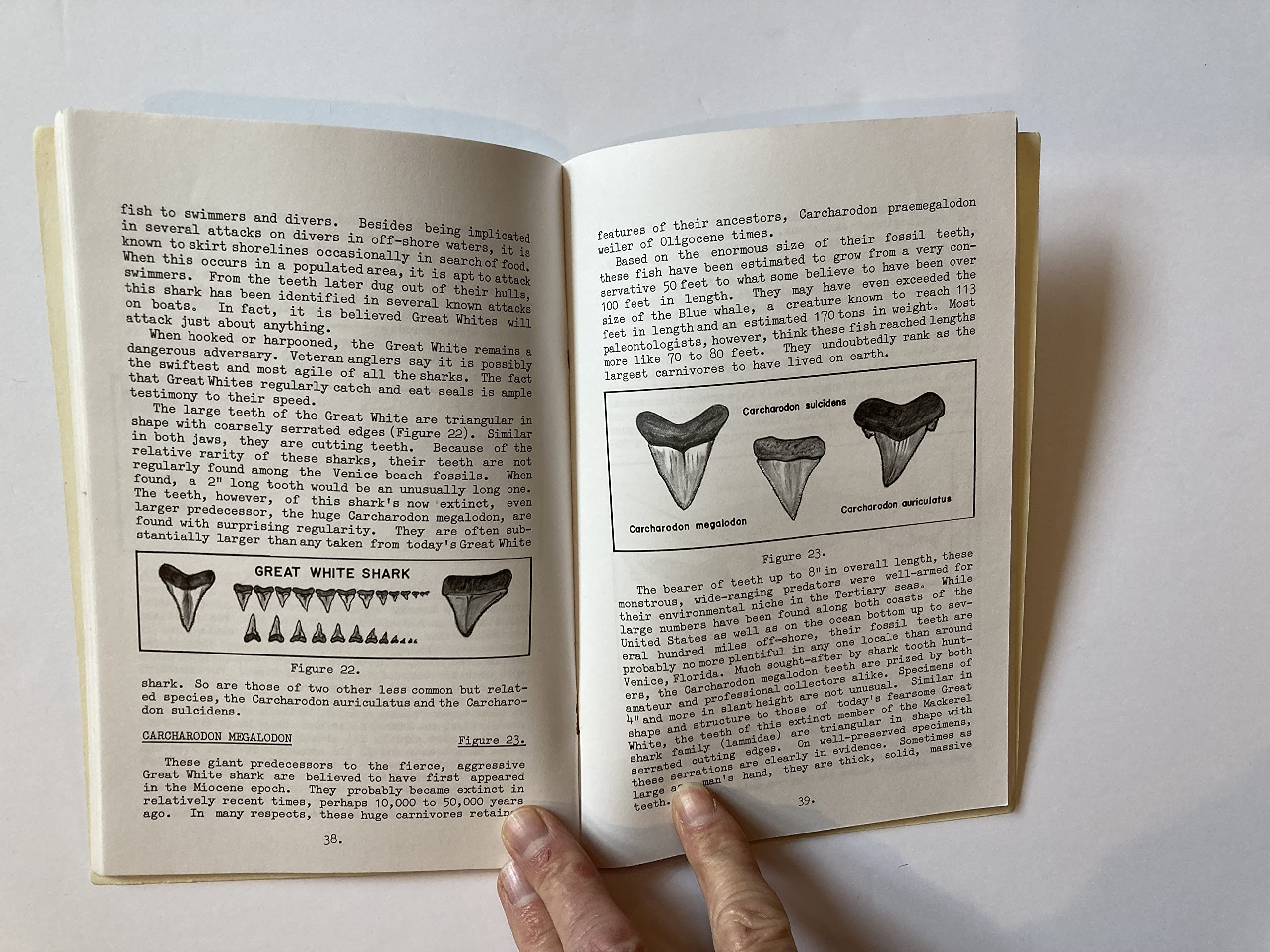 Let's Go Fossil Shark Tooth Hunting: A Guide for Identifying Sharks and Where and How to Find Their Superbly Formed Fossilized T,Used