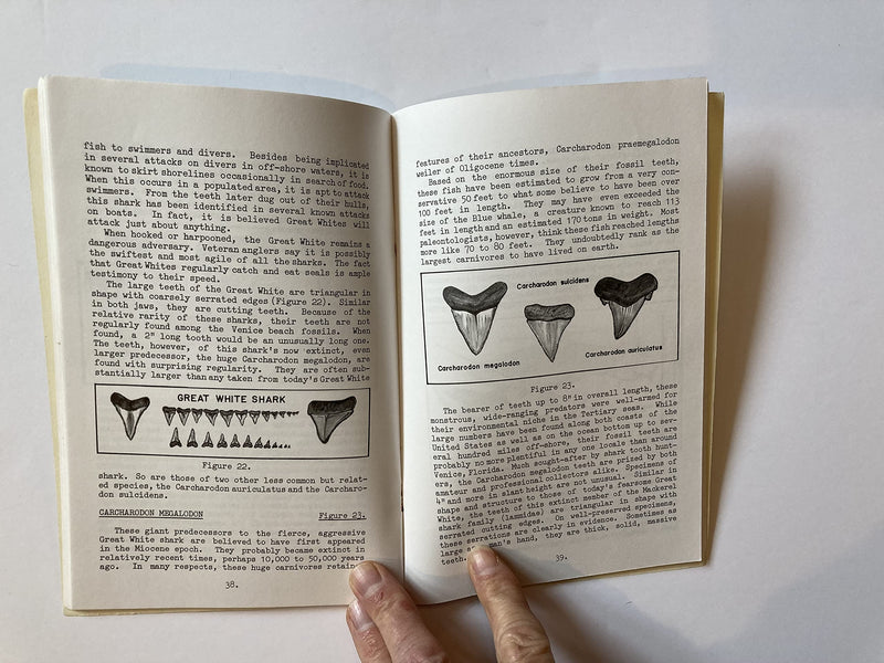 Let's Go Fossil Shark Tooth Hunting: A Guide for Identifying Sharks and Where and How to Find Their Superbly Formed Fossilized T,Used