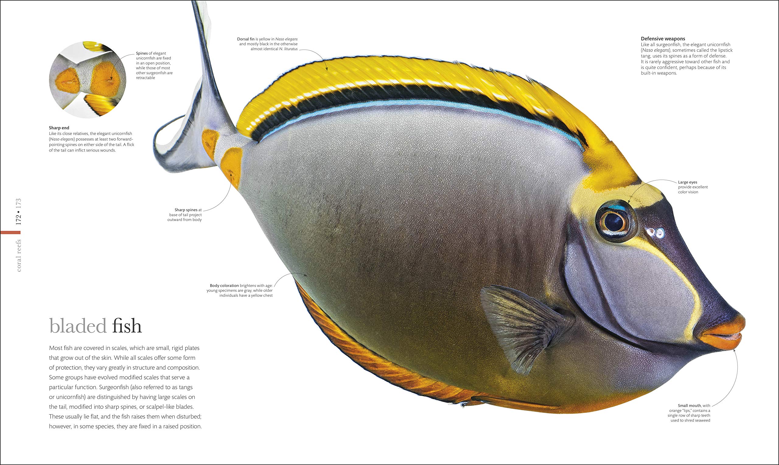 Oceanology: The Secrets Of The Sea Revealed (Dk Secret World Encyclopedias)-used