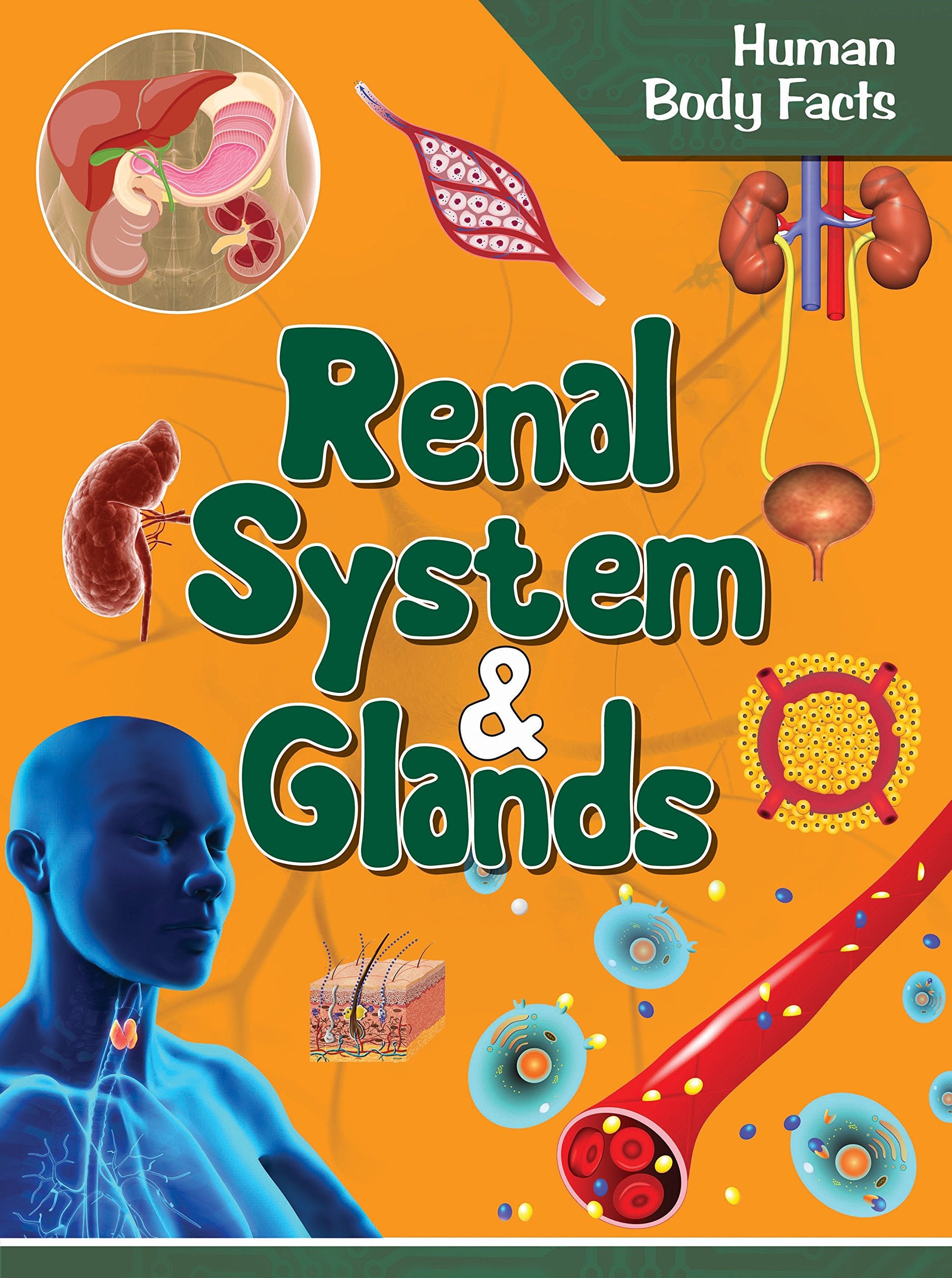 Human Body: Renal System & Glands- Human Body Facts
