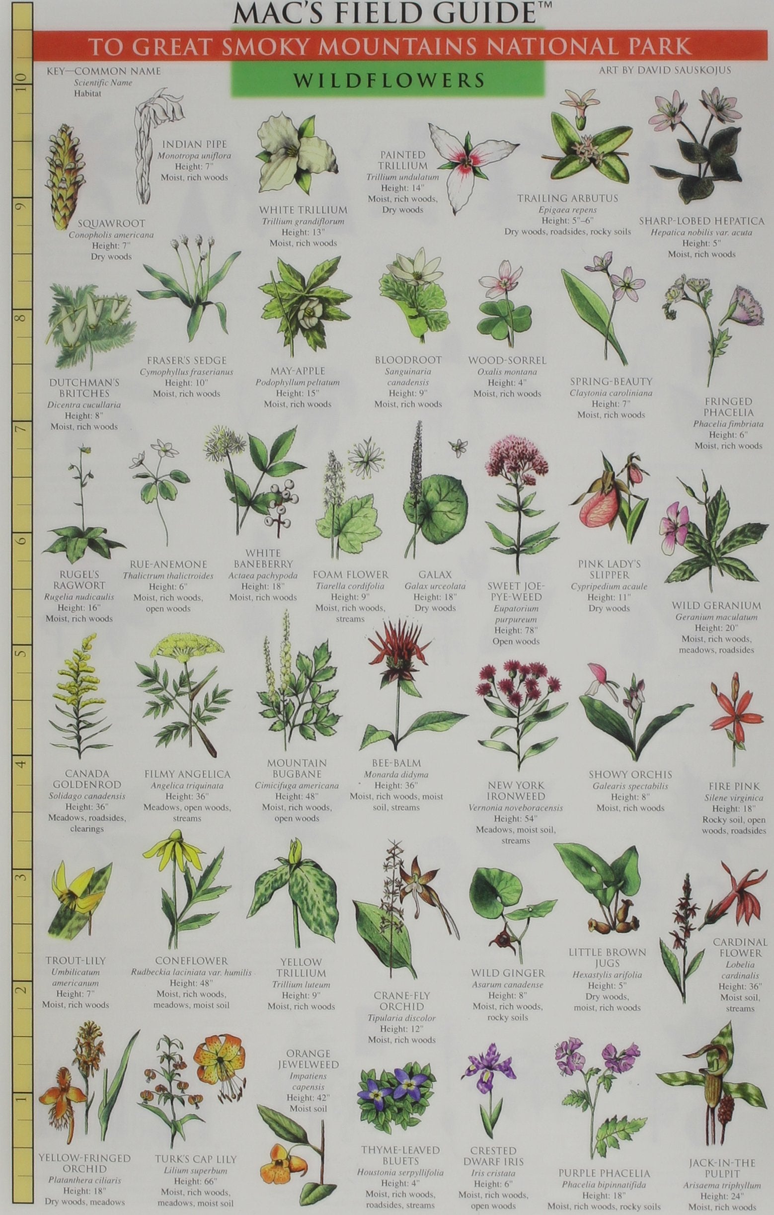 Great Smoky Mountains National Park: Trees & Wildflowers,Used