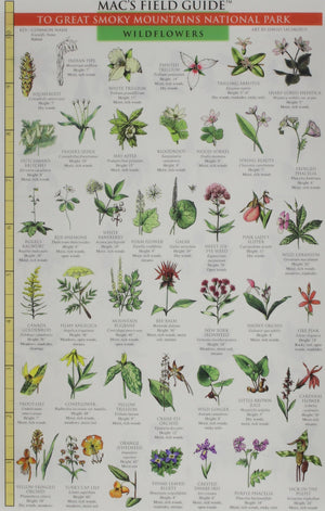 Great Smoky Mountains National Park: Trees & Wildflowers,Used
