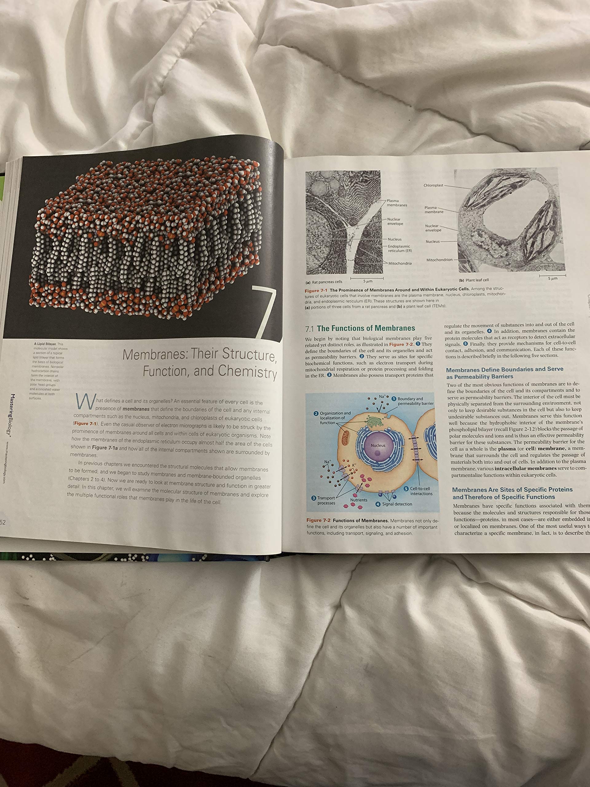 Becker's World of the Cell,New