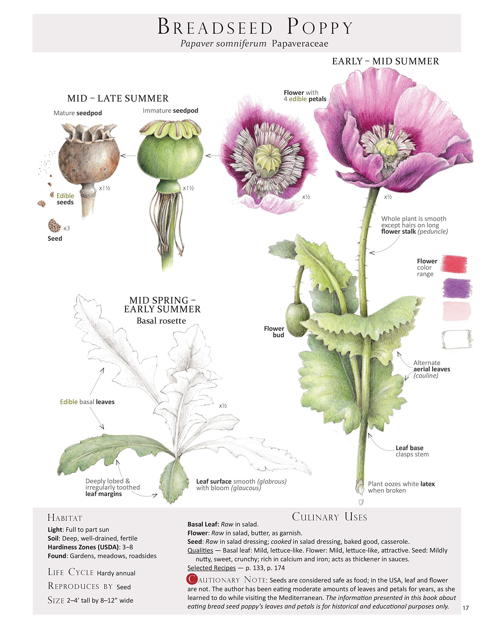Foraging & Feasting: A Field Guide And Wild Food Cookbook By Dina Falconi. Illustrator Wendy Hollender. Publisher Botanical Arts