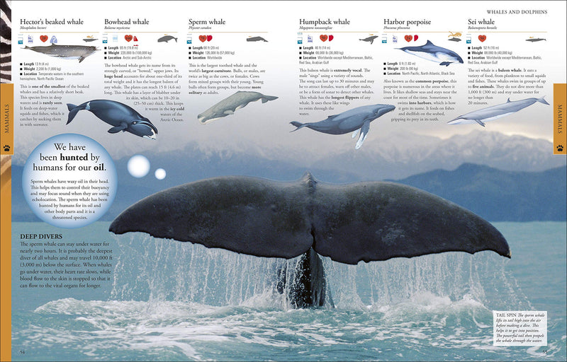 Animals: A Visual Encyclopedia (Second Edition) (Dk Children'S Visual Encyclopedias),Used