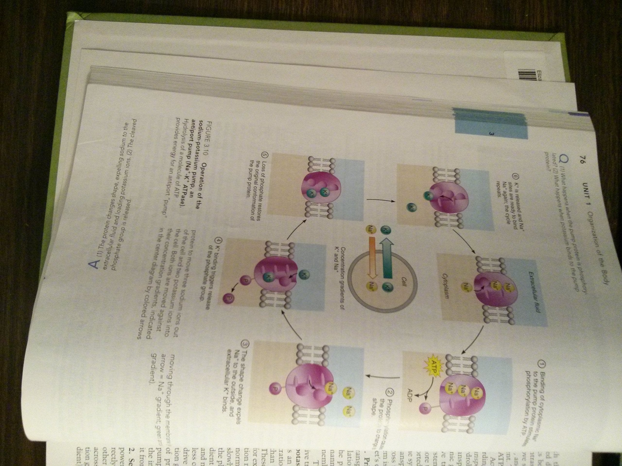 Essentials of Human Anatomy And Physiology,Used