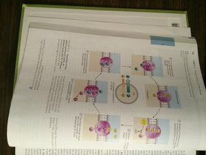 Essentials of Human Anatomy And Physiology,Used
