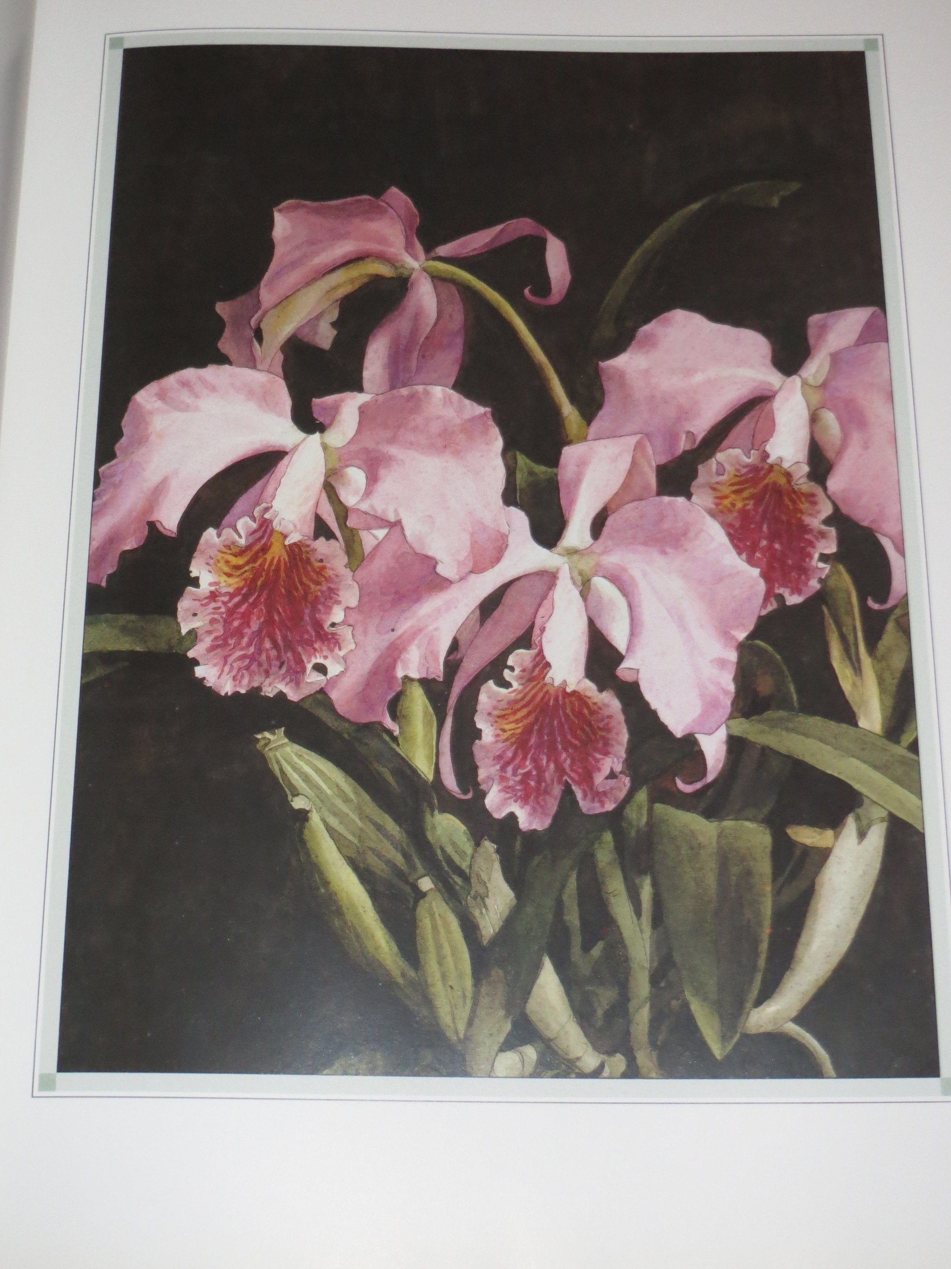The Forgotten Orchids of Alexandre Brun,New