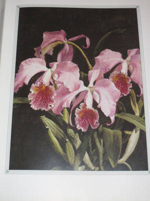 The Forgotten Orchids of Alexandre Brun,New