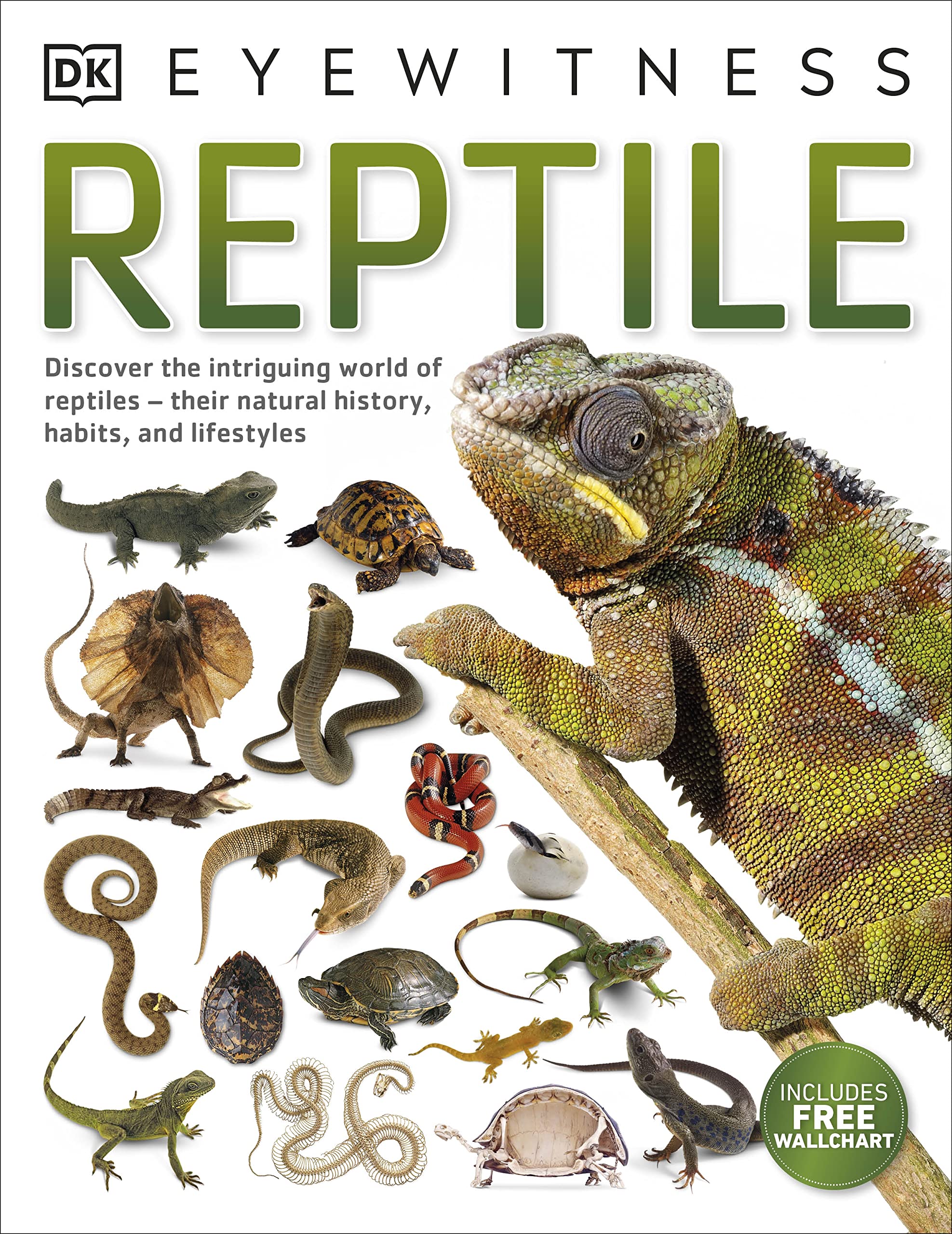 Reptile,Used