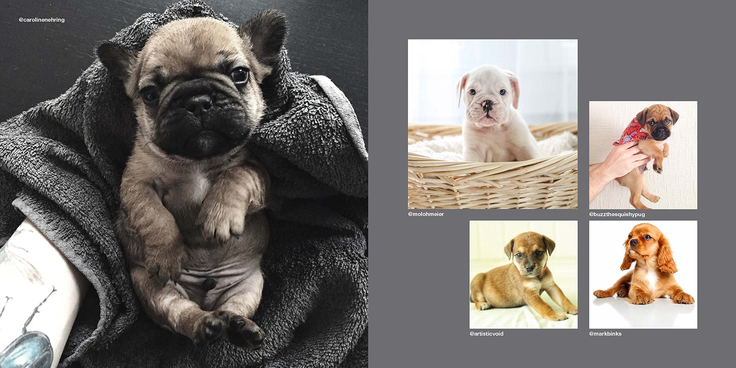 Dogs on Instagram,New