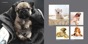 Dogs on Instagram,New