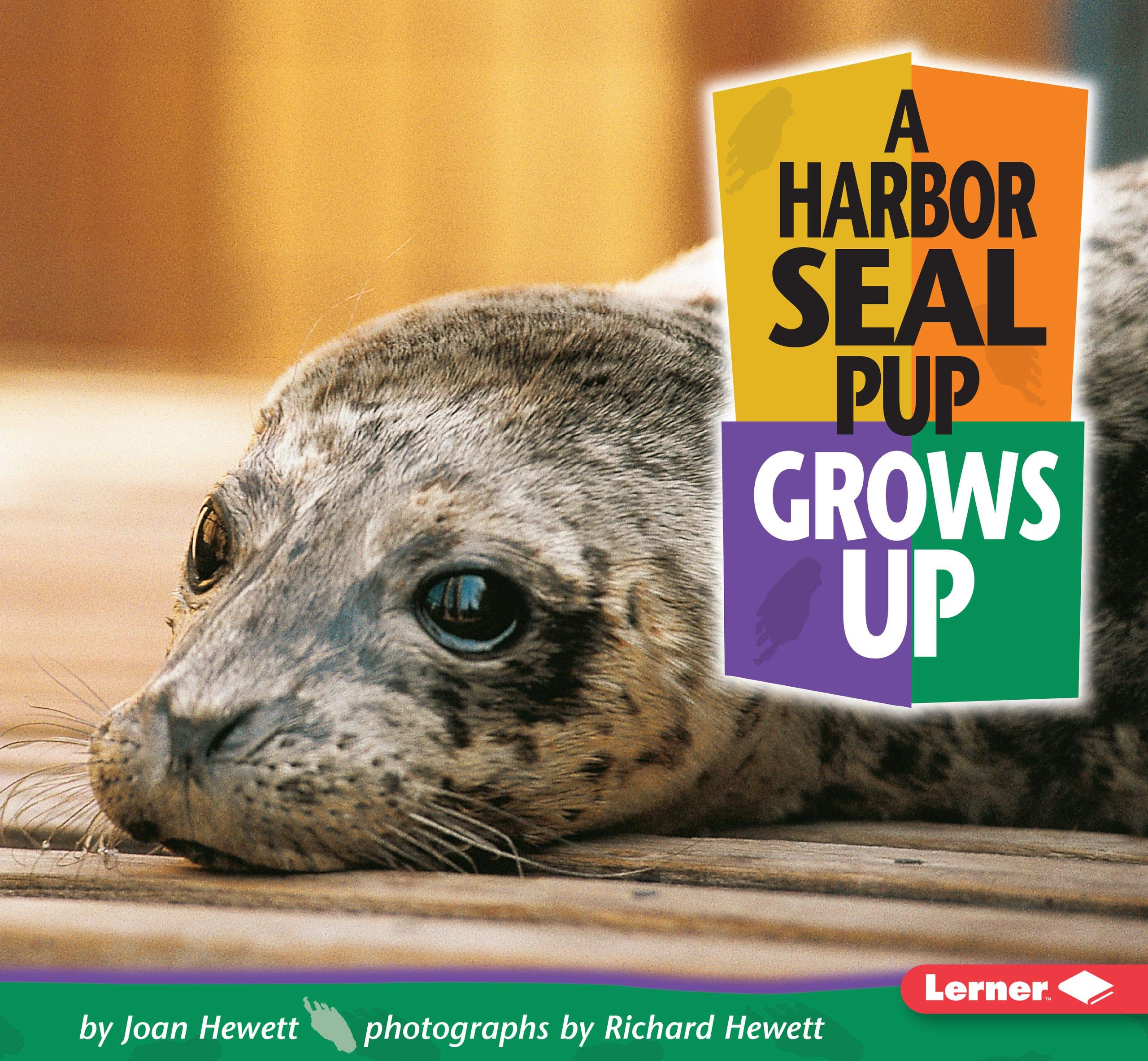 A Harbor Seal Pup Grows Up (Baby Animals),New