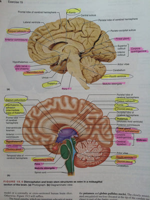 Human Anatomy & Physiology: Cat Version,Used