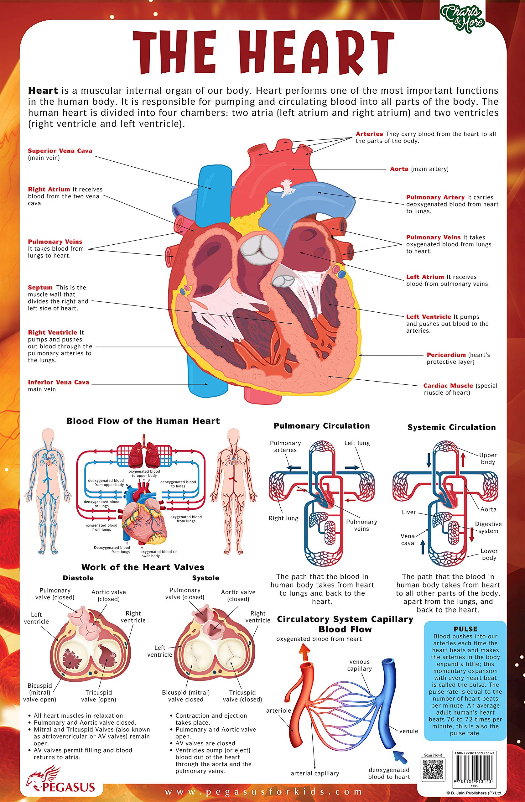Heart - Thick Laminated Primary Chart